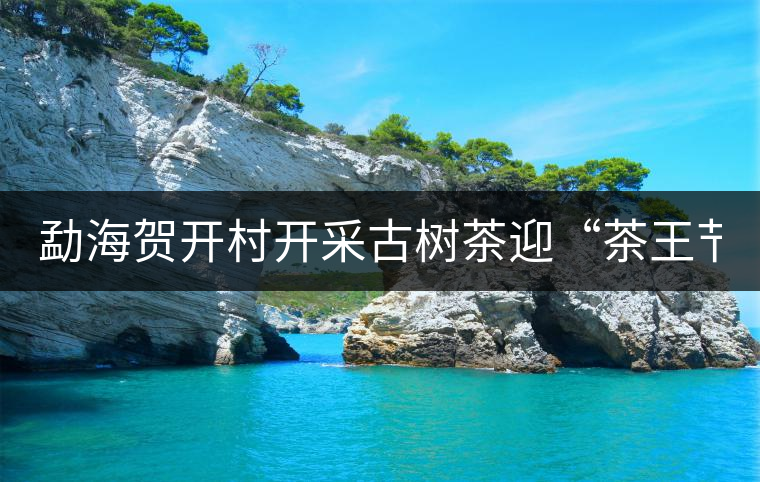 勐海賀開村開采古樹茶迎“茶王節(jié)” 勐海賀開村開采古樹茶迎“茶王節(jié)”