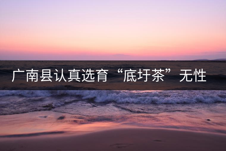 廣南縣認(rèn)真選育“底圩茶”無(wú)性系良種