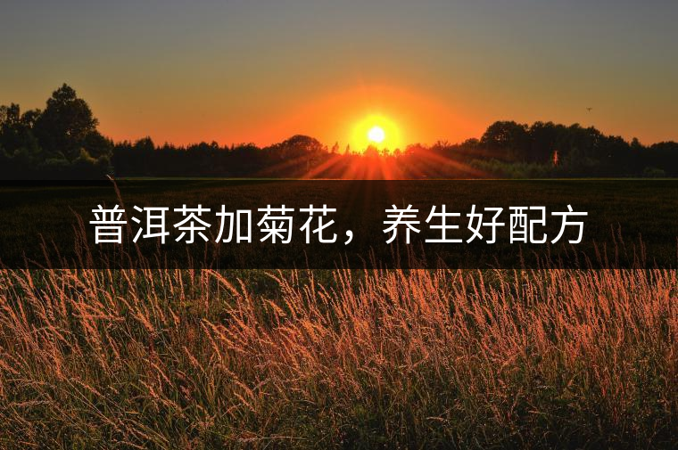 普洱茶加菊花,養(yǎng)生好配方 普洱茶加菊花,養(yǎng)生好配方