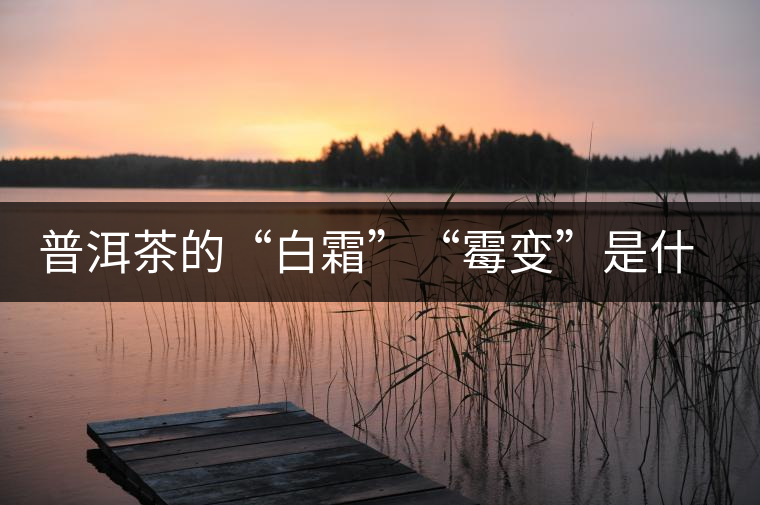 普洱茶的“白霜”“霉變”是什么鬼？