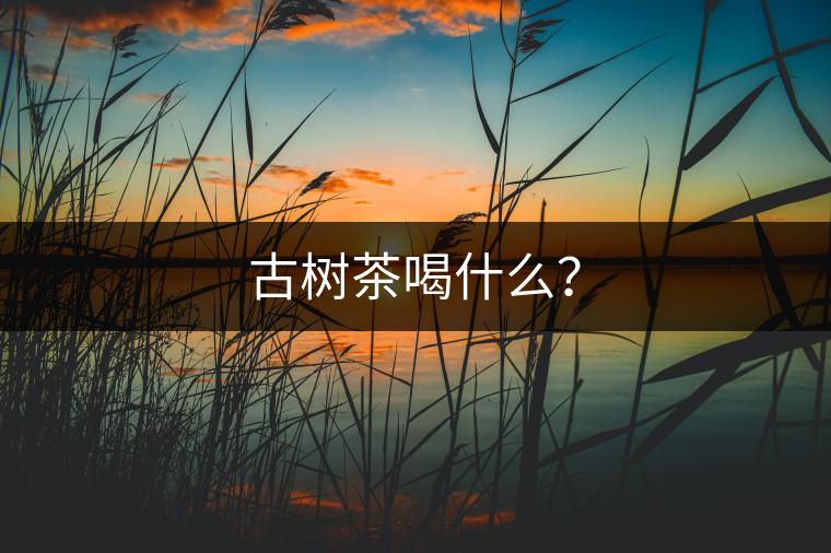 古樹茶喝什么？