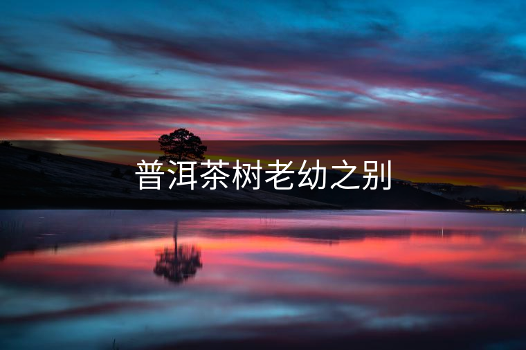 普洱茶樹老幼之別
