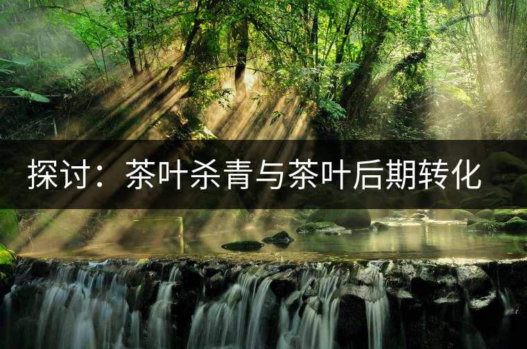 探討：茶葉殺青與茶葉后期轉(zhuǎn)化有什么關(guān)系？