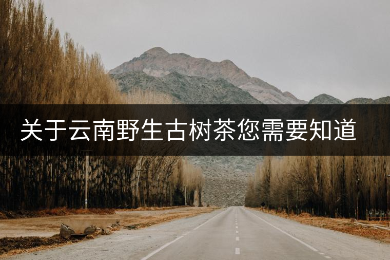 關(guān)于云南野生古樹(shù)茶您需要知道的