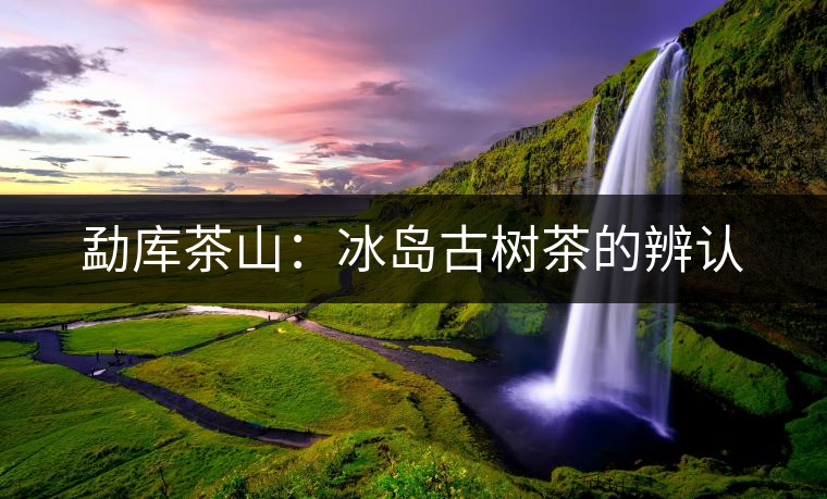 勐庫茶山：冰島古樹茶的辨認(rèn)