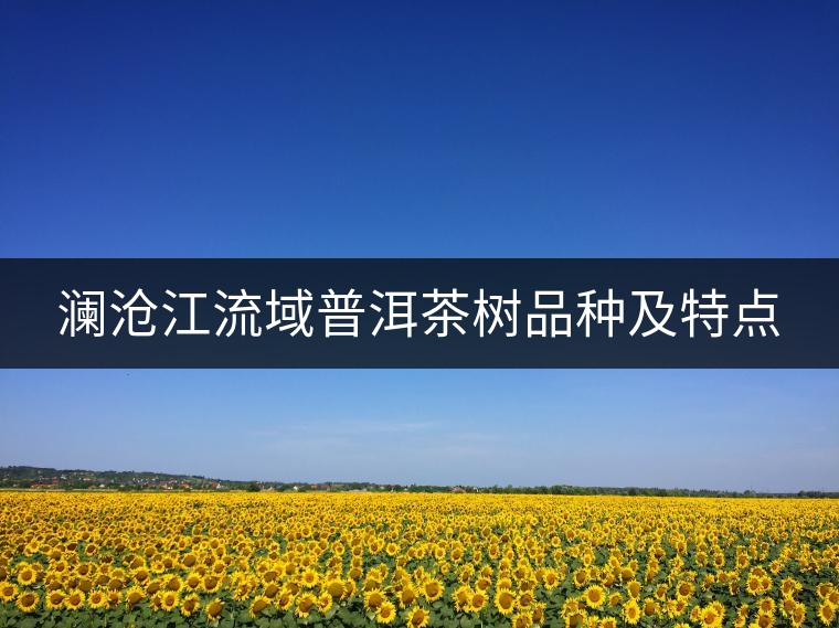 瀾滄江流域普洱茶樹(shù)品種及特點(diǎn) 瀾滄江流域普洱茶樹(shù)品種及特點(diǎn)