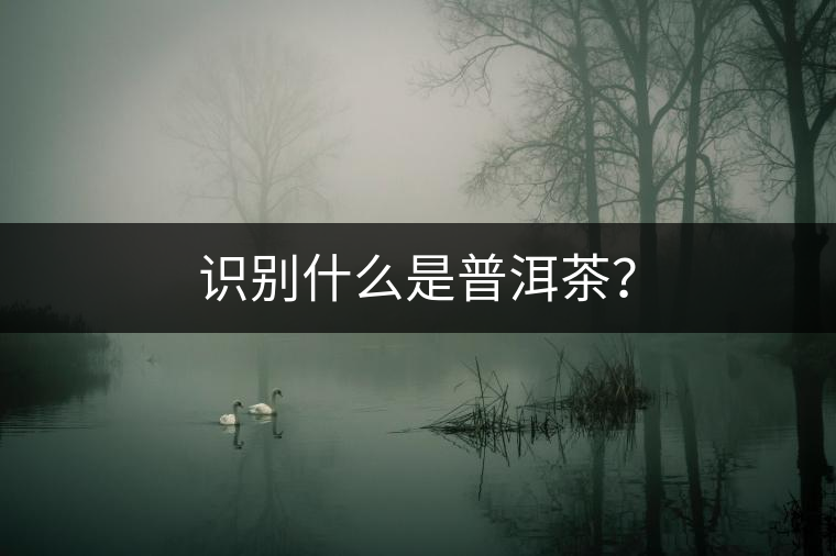 識別什么是普洱茶？