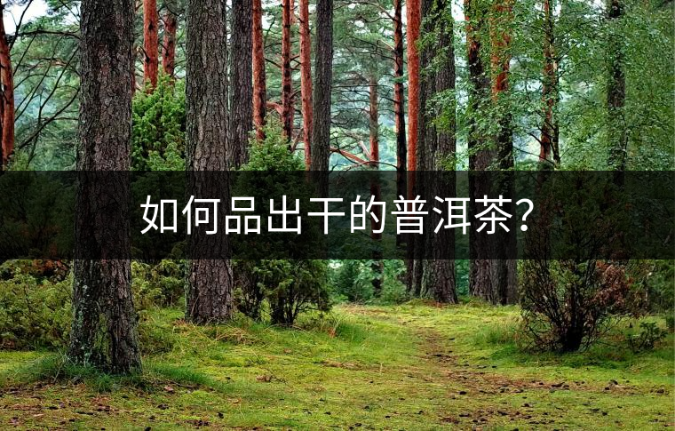 如何品出干的普洱茶？