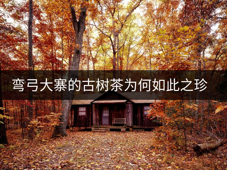 彎弓大寨的古樹茶為何如此之珍貴？