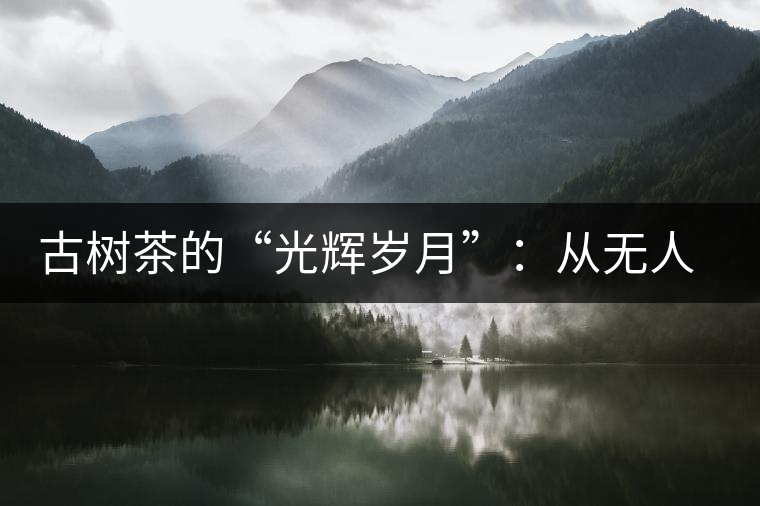 古樹茶的“光輝歲月”：從無(wú)人問(wèn)津到火遍茶界