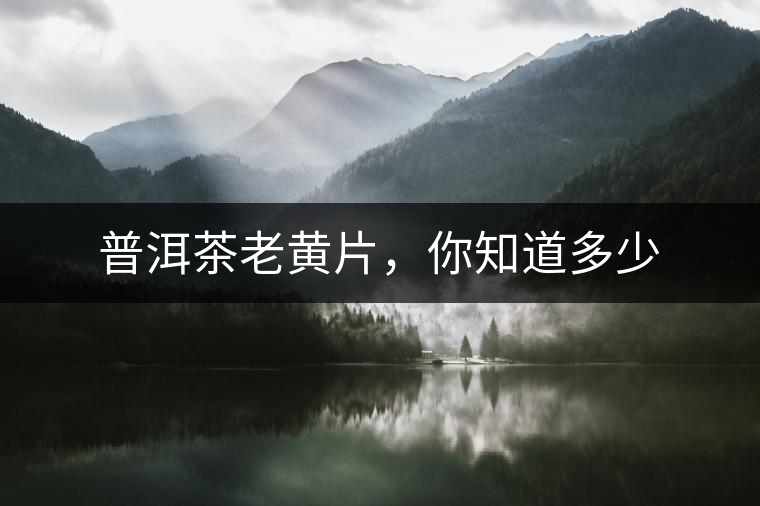 普洱茶老黃片，你知道多少