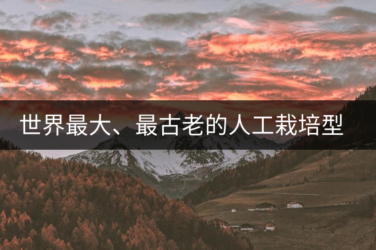 世界最大、最古老的人工栽培型的古茶樹——香竹箐茶祖