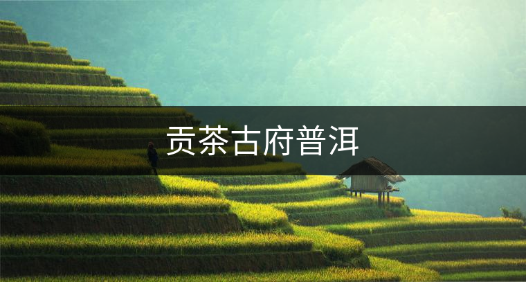 貢茶古府普洱 貢茶古府普洱