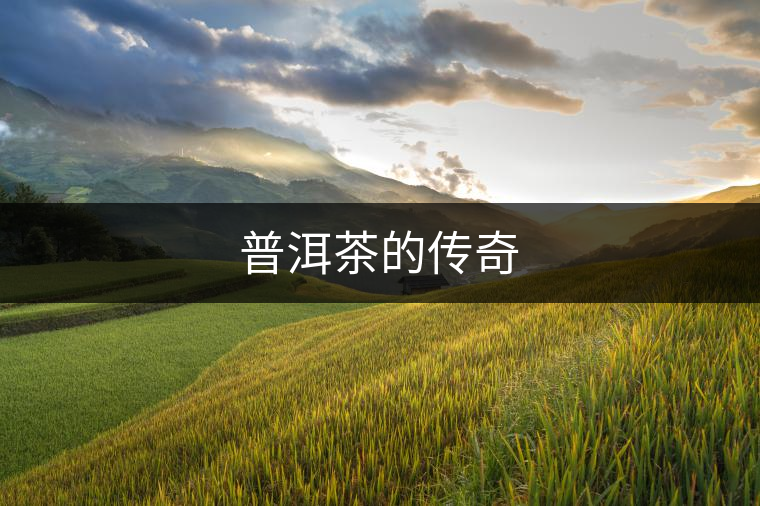 普洱茶的傳奇 普洱茶的傳奇