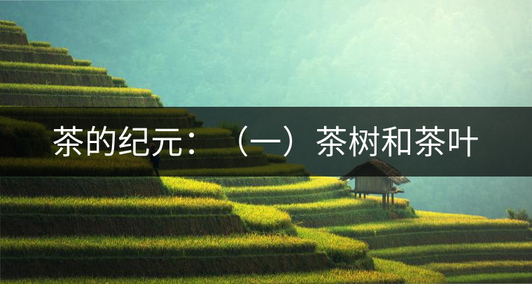 茶的紀(jì)元：（一）茶樹和茶葉