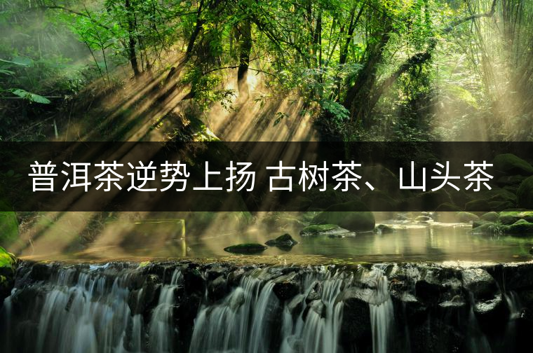 普洱茶逆勢上揚(yáng) 古樹茶、山頭茶遭“熱捧”