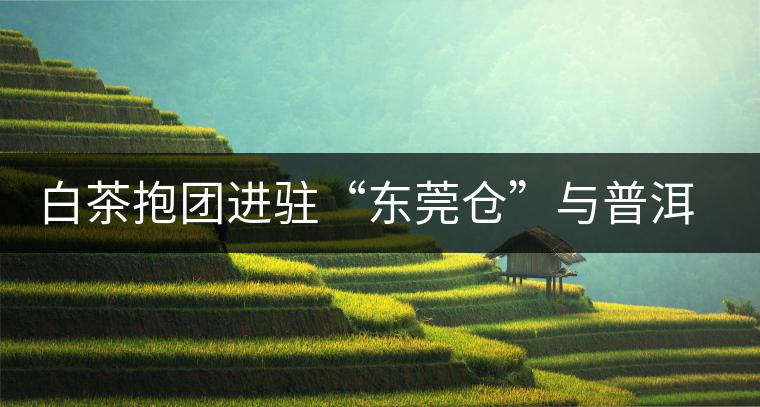 白茶抱團(tuán)進(jìn)駐“東莞倉”與普洱形成“黑白爭雄”之勢 白茶抱團(tuán)進(jìn)駐“東莞倉”與普洱形成“黑白爭雄”之勢
