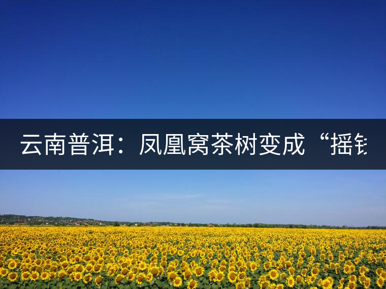 云南普洱：鳳凰窩茶樹變成“搖錢樹”