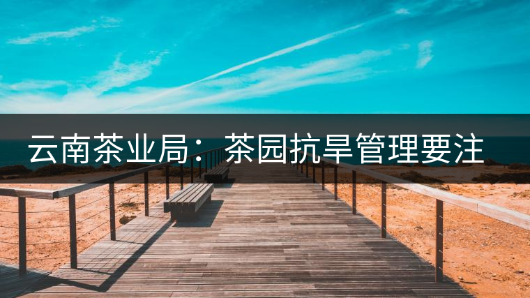 云南茶業(yè)局:茶園抗旱管理要注意的幾點 云南茶業(yè)局:茶園抗旱管理要注意的幾點