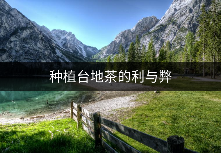 種植臺(tái)地茶的利與弊 種植臺(tái)地茶的利與弊
