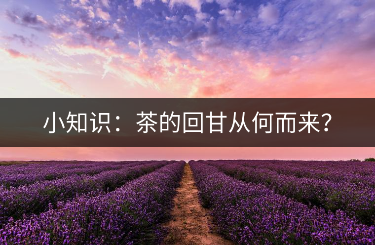 小知識：茶的回甘從何而來？