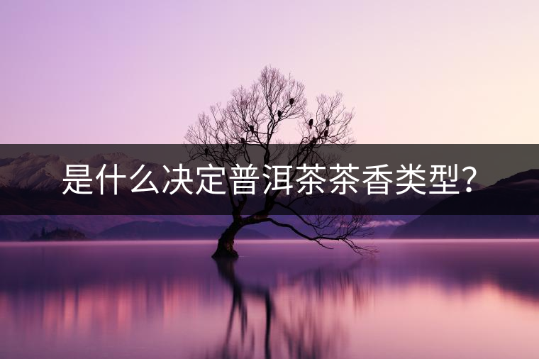是什么決定普洱茶茶香類型？