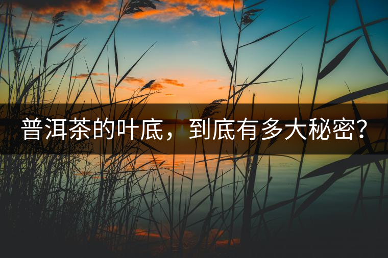 普洱茶的葉底，到底有多大秘密？