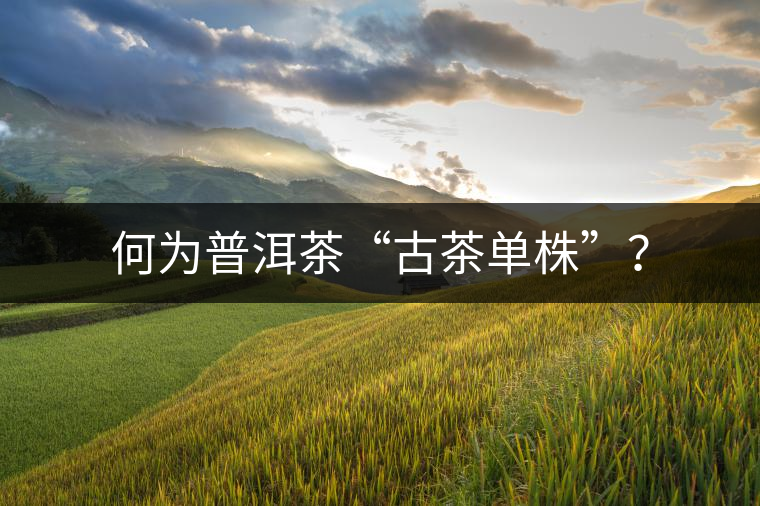 何為普洱茶“古茶單株”？