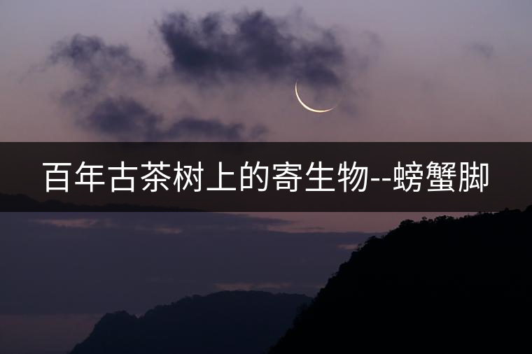 百年古茶樹(shù)上的寄生物--螃蟹腳