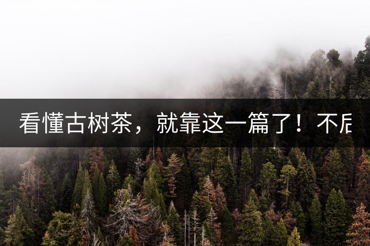 看懂古樹茶，就靠這一篇了！不后悔!