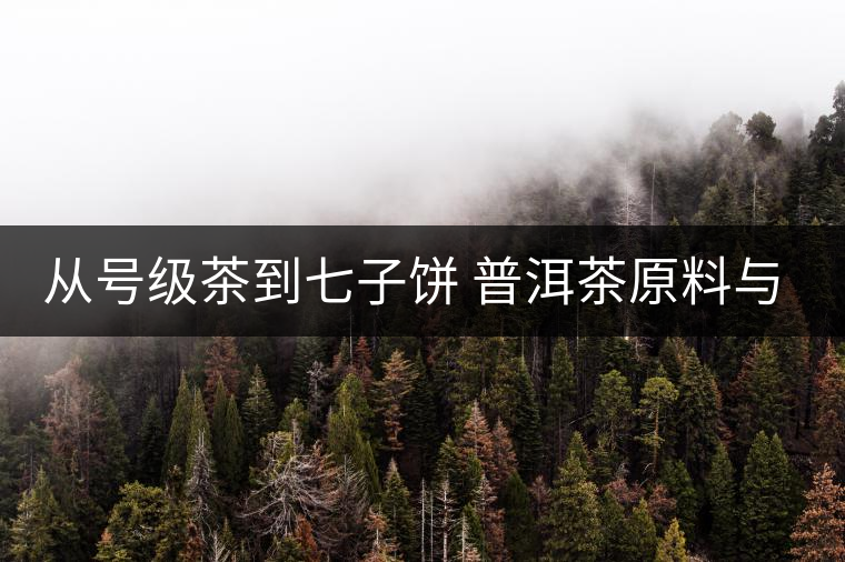 從號(hào)級(jí)茶到七子餅 普洱茶原料與制程的演變