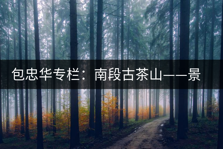 包忠華專欄：南段古茶山——景邁古茶山的姊妹山