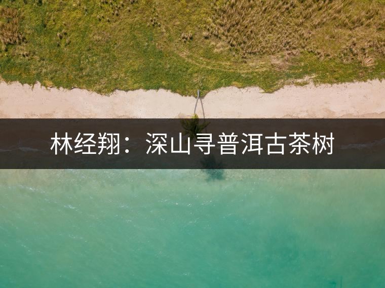 林經(jīng)翔:深山尋普洱古茶樹 林經(jīng)翔:深山尋普洱古茶樹