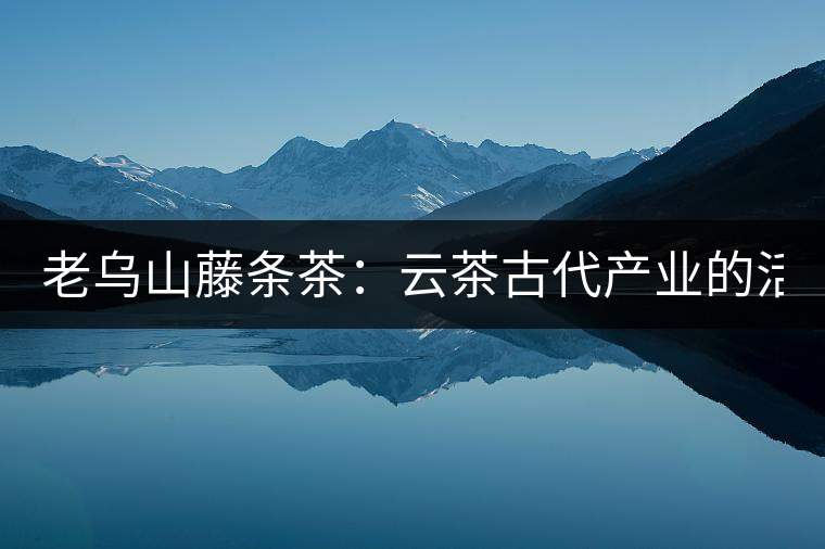 老烏山藤條茶:云茶古代產(chǎn)業(yè)的活見證(1) 老烏山藤條茶:云茶古代產(chǎn)業(yè)的活見證(1)