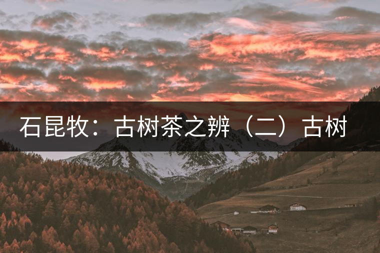 石昆牧：古樹(shù)茶之辨（二）古樹(shù)小樹(shù)之辨