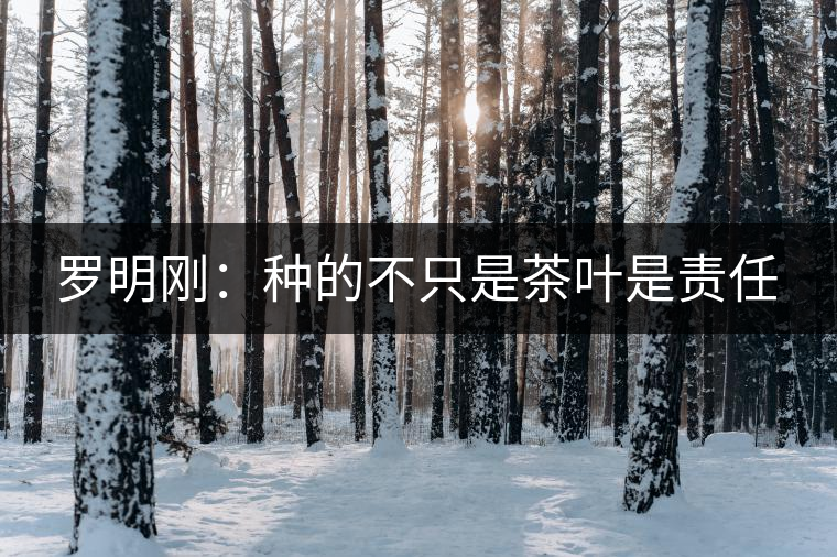 羅明剛:種的不只是茶葉是責(zé)任 羅明剛:種的不只是茶葉是責(zé)任