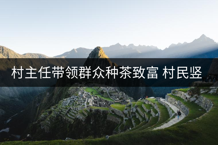 村主任帶領群眾種茶致富 村民豎起大拇指