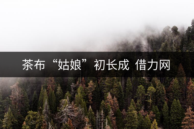 　茶布“姑娘”初長(zhǎng)成  借力網(wǎng)絡(luò)不愁嫁