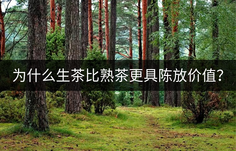 為什么生茶比熟茶更具陳放價(jià)值？