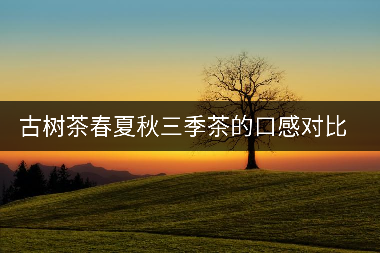 古樹茶春夏秋三季茶的口感對比，尤其是回甘方面有什么不同？