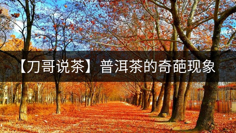 【刀哥說(shuō)茶】普洱茶的奇葩現(xiàn)象之——新茶比老茶貴！