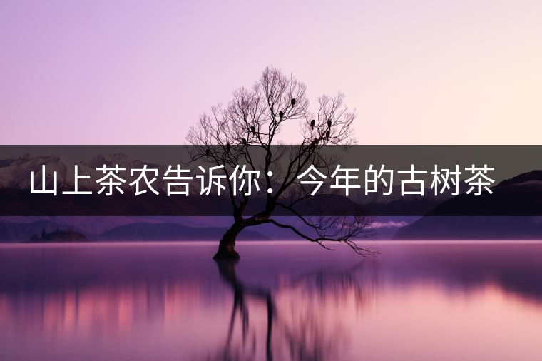 山上茶農(nóng)告訴你：今年的古樹茶為什么那么貴？