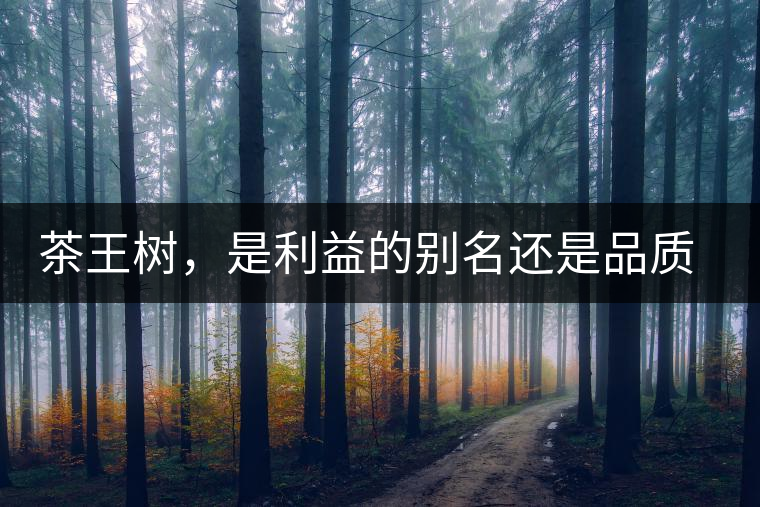 茶王樹(shù)，是利益的別名還是品質(zhì)的象征？