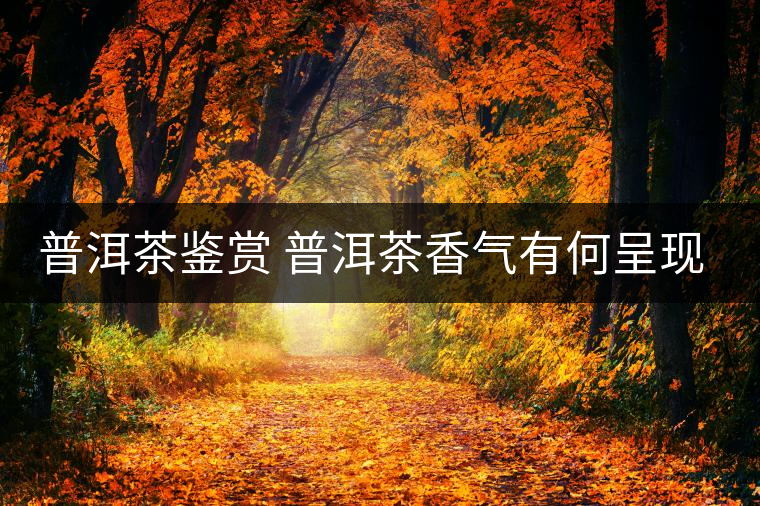 普洱茶鑒賞 普洱茶香氣有何呈現(xiàn)？