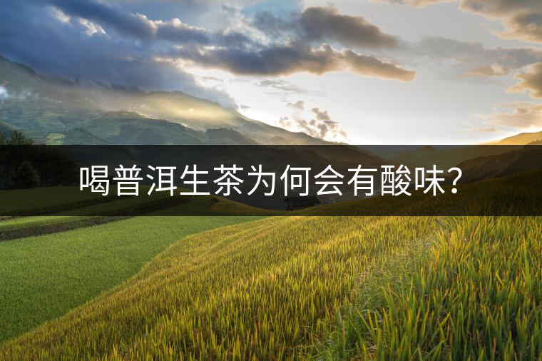 喝普洱生茶為何會有酸味？