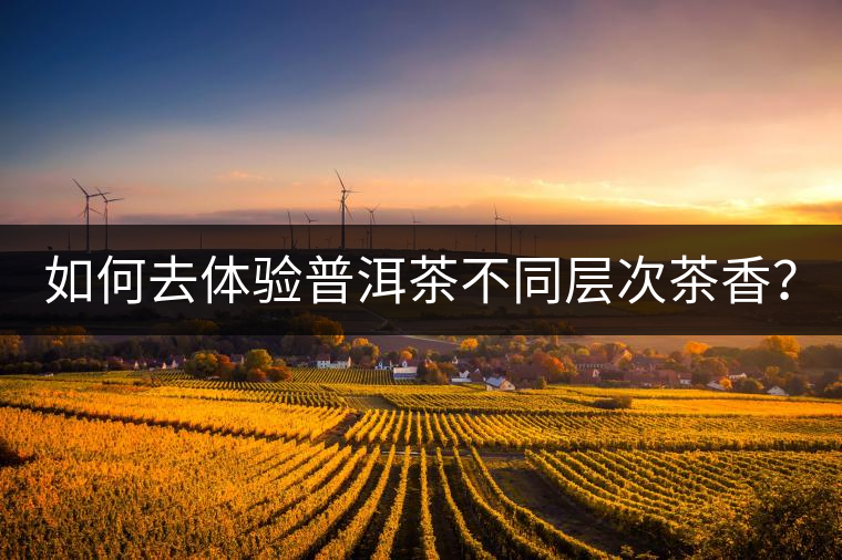 如何去體驗(yàn)普洱茶不同層次茶香？