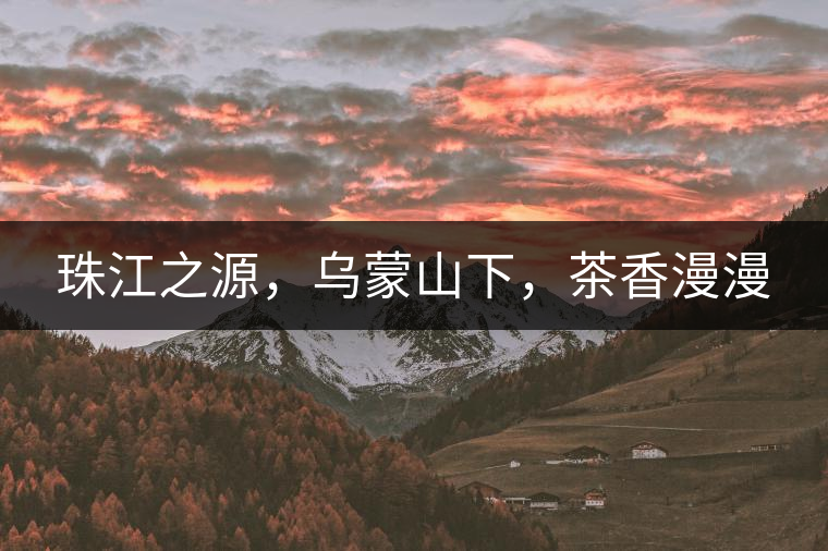 珠江之源，烏蒙山下，茶香漫漫