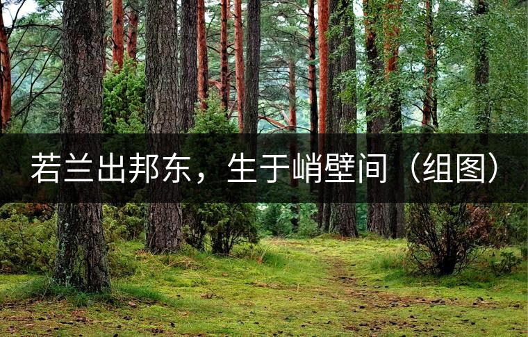 若蘭出邦東，生于峭壁間（組圖）