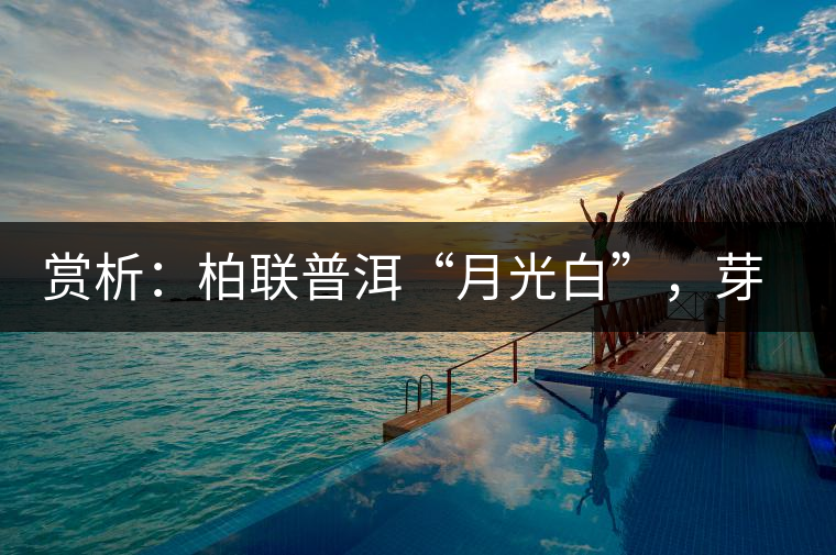 賞析：柏聯(lián)普洱“月光白”，芽白葉黑香甜四溢