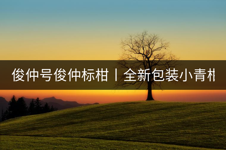 俊仲號俊仲標柑丨全新包裝小青柑震撼上市！